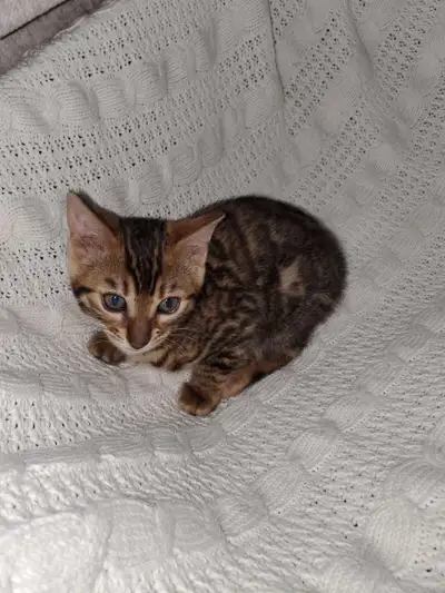 Pure bread bengal kitten (female) Selling day she will have all her shots, her checkup, deworming an...