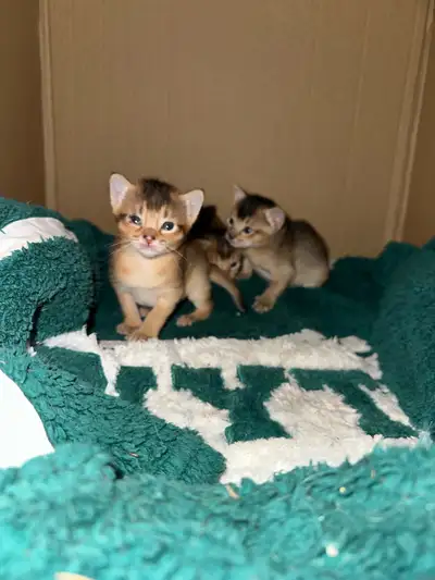 3 beaux bébés sont nés le 16 mars , ils ont donc bientôt 3 semaines . Ils seront vu par le vétérinai...
