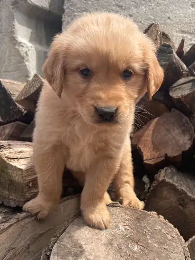 We are offering for rehoming a litter of golden retriever puppies. There are 7 males and one female....