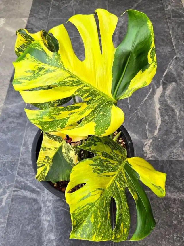 Promo on rooted wetstick monstera variegata in Plants, Fertilizer & Soil in City of Toronto - Image 5