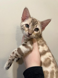 Bengal kittens for reservation 