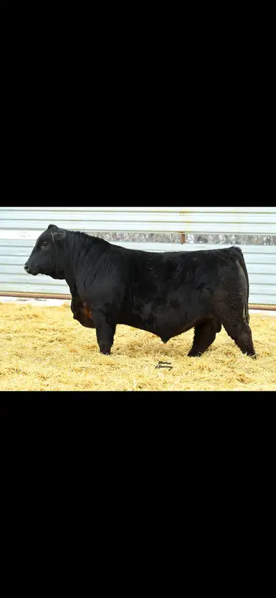 Bulls for Sales, View more