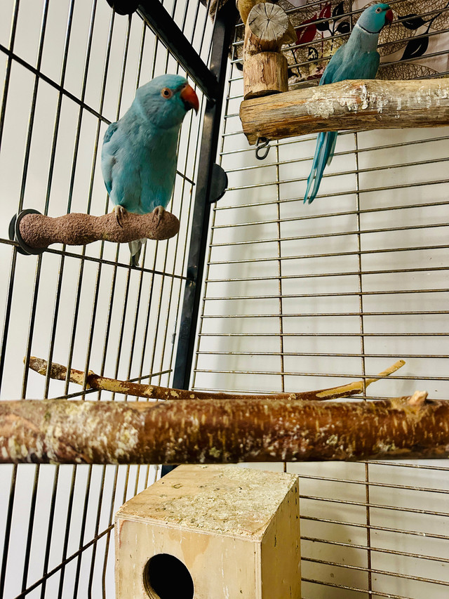  Indian ringneck in Birds for Rehoming in Calgary - Image 3