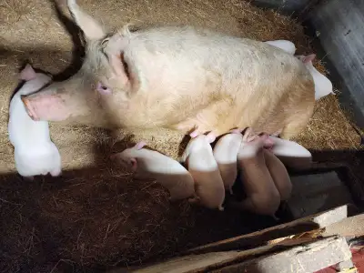 Farm Range Pigs and Goats, View more