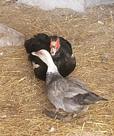For Sale: 4 Muscovy drakes and muscovy female ducks. Ready for breeding and a new home. Some are bor...