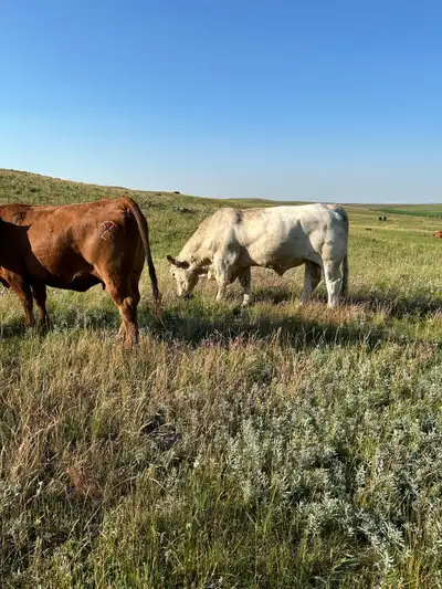 looking for pasture , View more