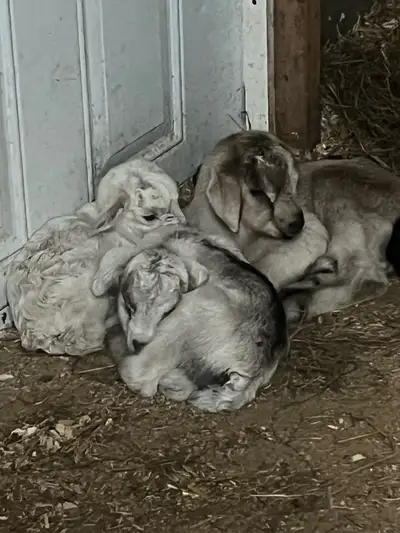 MAMA GOAT WITH HER THREE KIDS (2 BUCKS AND 1DOELING) , View more