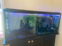 50 gallon aquarium with ornaments, filter and stand