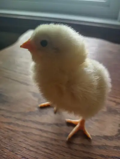 POUSSINS ET POULES PONDEUSES – FERME FAMILIALE Bienvenue à notre ferme de Saint-Jacques de Montcalm...