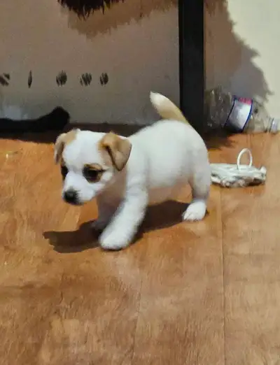 Jack Russell puppies, View more