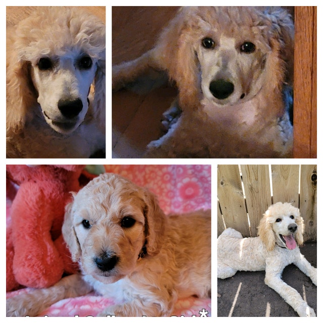 Standard Poodle Puppies Dogs & Puppies for Rehoming Edmonton Kijiji