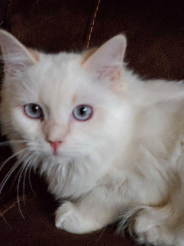 TICA registered ragdoll kitten  in Cats & Kittens for Rehoming in City of Halifax