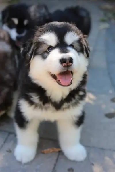 Alaskan Malamute, View more