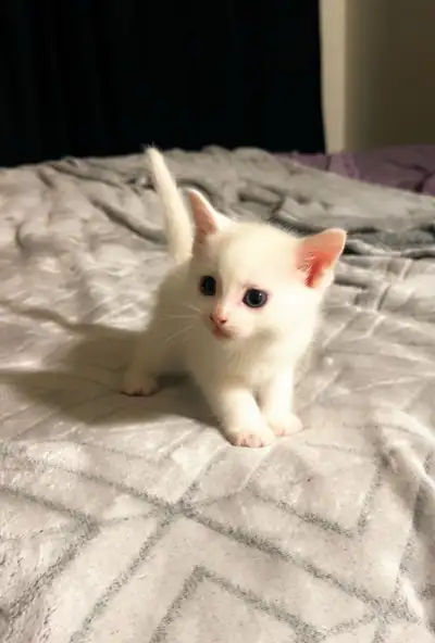 Adorable Kitty , View more