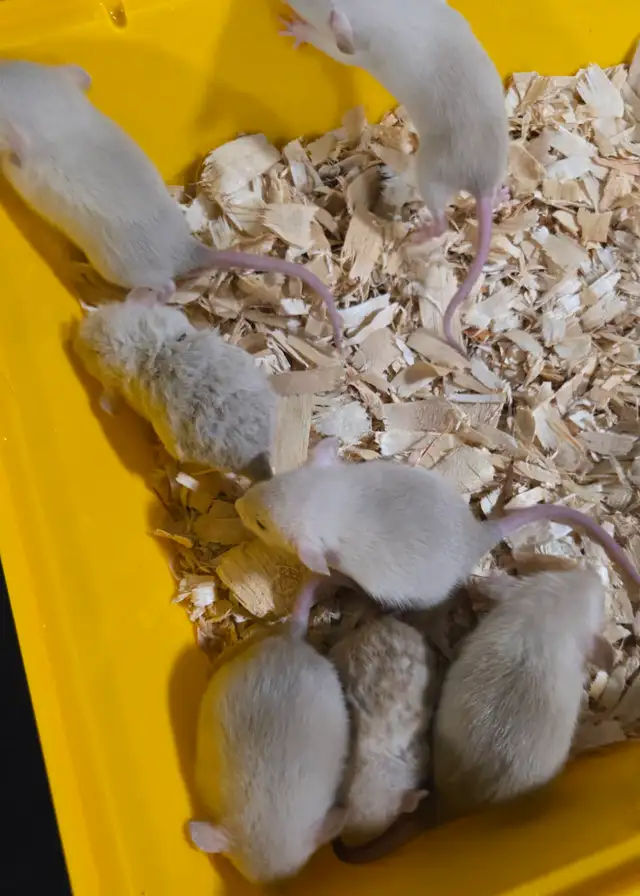 Black eyed siamese baby rats in Small Animals for Rehoming in Windsor Region - Image 4