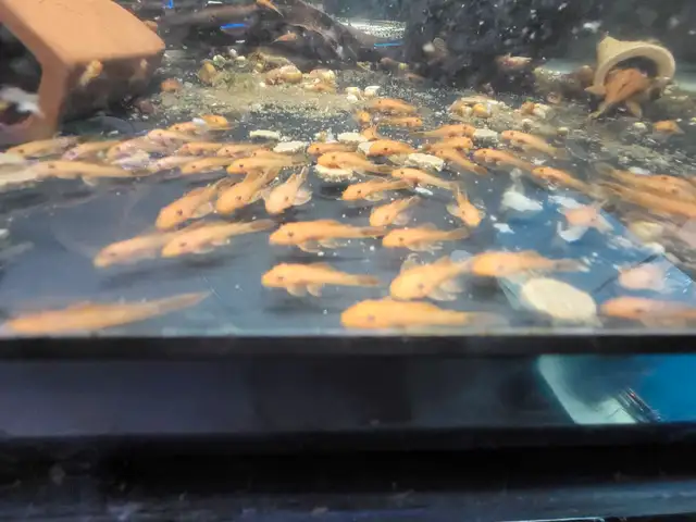 Super Red Pleco in Fish for Rehoming in Stratford - Image 3