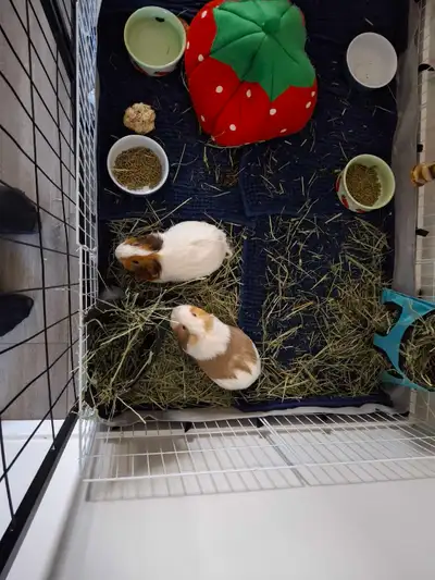 guinea pigs, View more