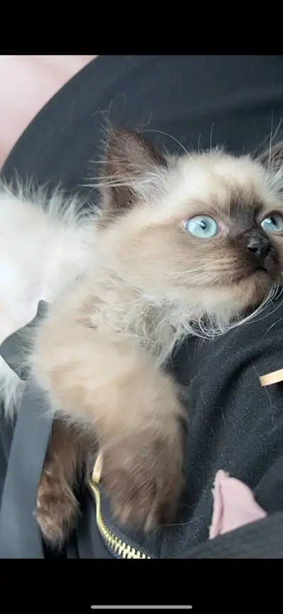 Male Himalayan cat, View more