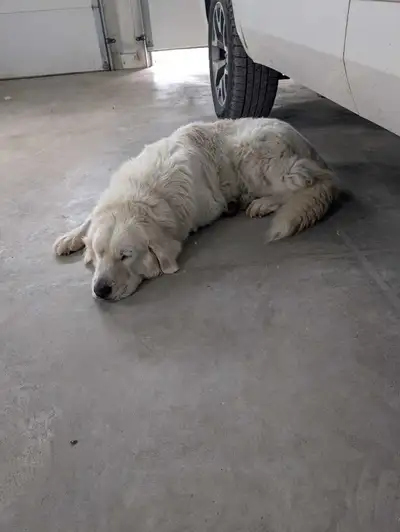 Female Great Pyrenees Purebred, View more