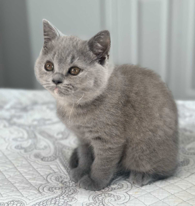 British Shorthair kittens/ chatons, CCA, purebred dans Chats et chatons à adopter  à Ouest de l’Île - Image 2
