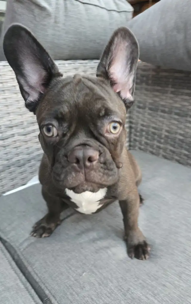 Reduced - Family raised French Bulldogs. in Dogs & Puppies for Rehoming in City of Toronto - Image 5