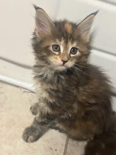Maine Coon Female Kitten, View more