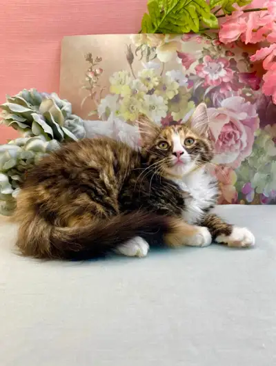 Maine Coon Female - Cute Calico, View more