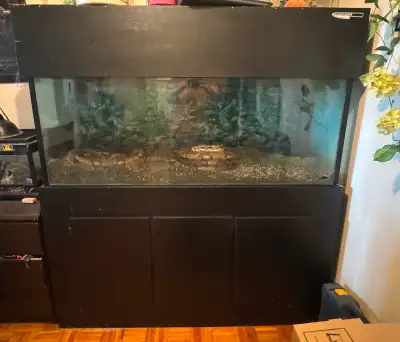 Albino Salmon Boa + Large Enclosure Snake Tank and Stand, View more
