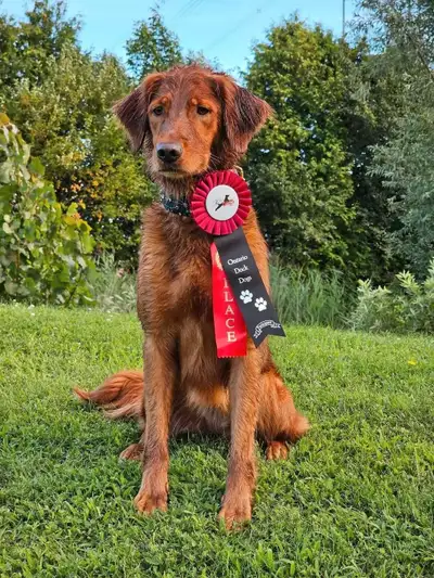 I am very excited to announce this breeding between Aurora and Rocky. She had 13 puppies 7 females a...