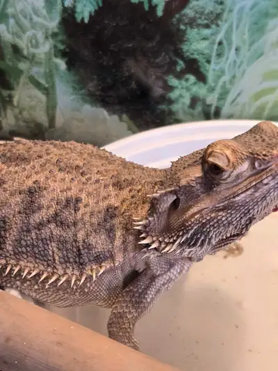 bearded dragon, View more