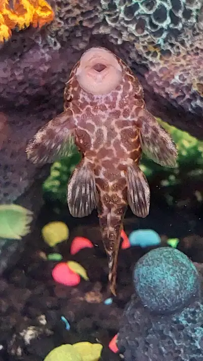 Adult Clown Pleco (3 inches) - Available for Rehoming, View more
