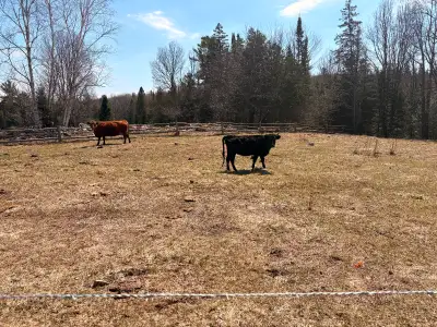 Bred Dexter cow for sale, View more