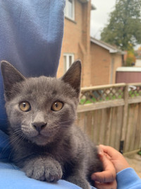 Russian Blue Vaccinated