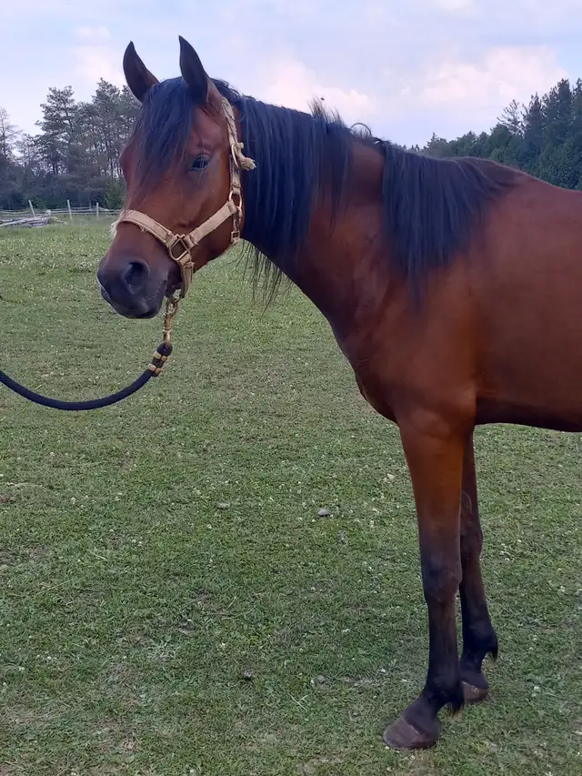 Athletic 5yo Crabbet Arabian filly for sale in Horses & Ponies for Rehoming in Owen Sound - Image 3