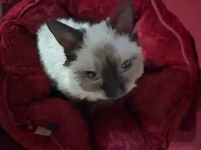 Got allergies??? Adopt a Poodle Cat!, View more
