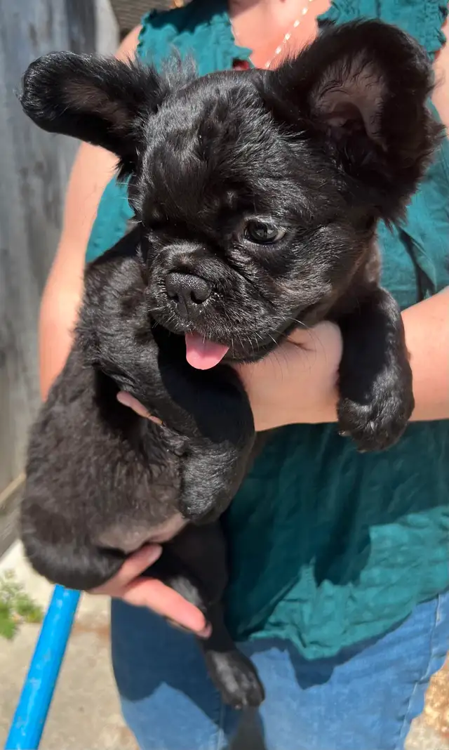 French Bulldog puppies 2 year Health Guarantee in Dogs & Puppies for Rehoming in Ottawa - Image 4