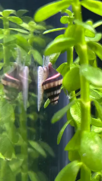 Baby Assassin Snails 2-$10, View more
