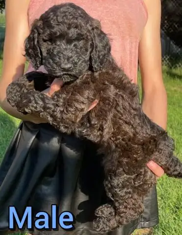 Standard poodle puppies in Dogs & Puppies for Rehoming in Mississauga / Peel Region - Image 3