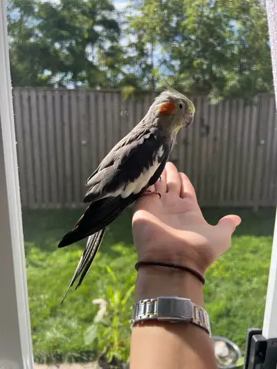 MATURE COCKATIEL-HAND TAMED $150, View more