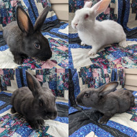 Bunnies! Looking for loving homes
