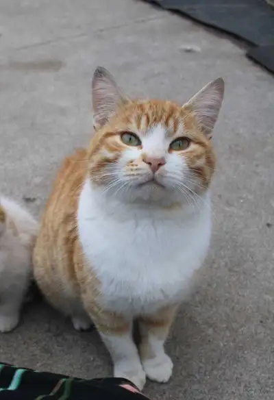 Male and female cat, View more