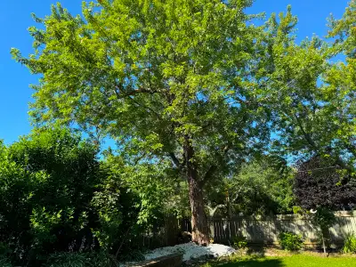 Big private master bedroom in shared basement (of total 3 people) available for short term. Wifi, ut...