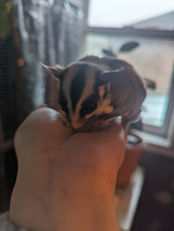 Male and female sugar glider joey in Small Animals for Rehoming in Oshawa / Durham Region - Image 3