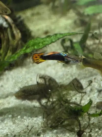 3 male guppies, Voir plus