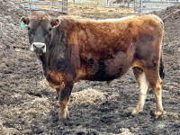 2 year old polled Jersey bull
