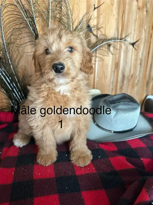 Bonjour,j’ai deux petits mâles goldendoodle à vendre . Ils sont vaccinés, vermifugés et examinés par...