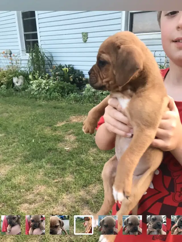 Adorable Mastiff/Bulldog Puppies in Dogs & Puppies for Rehoming in Stratford - Image 3