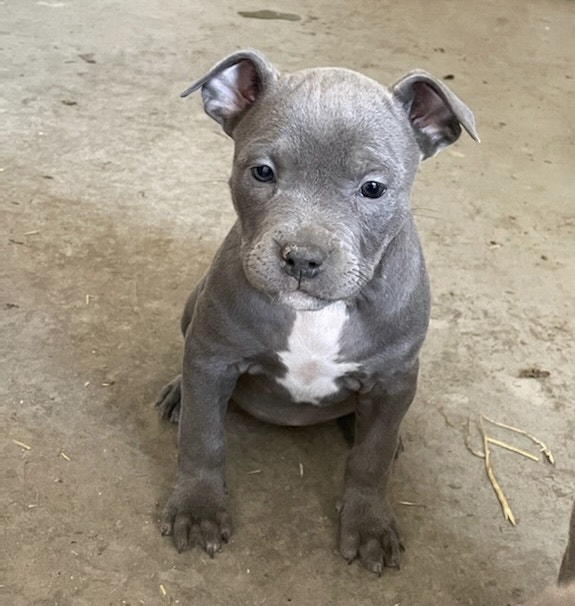 American Bully Puppies Dogs & Puppies for Rehoming Woodstock Kijiji
