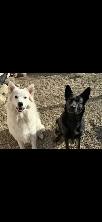 German Shepherd puppies, View more