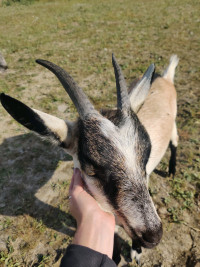 Bebe Chevre Adoptez Ou Relogez Des Animaux De Ferme Dans Quebec Petites Annonces De Kijiji